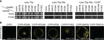 The phosphatidylinositol 3-phosphate effector FYVE3 regulates FYVE2-dependent autophagy in Arabidopsis thaliana